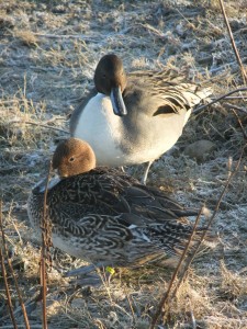 Northern Pintail defrosting