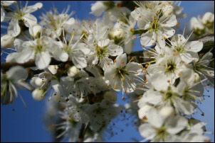 Blackthorn in bloom - Richard Bullock