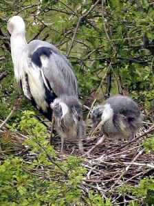 Grey heron chicks like these will be visible in nests at Wader Lake in the coming weeks. Watch them from a hide or via CCTV in the cafe.
