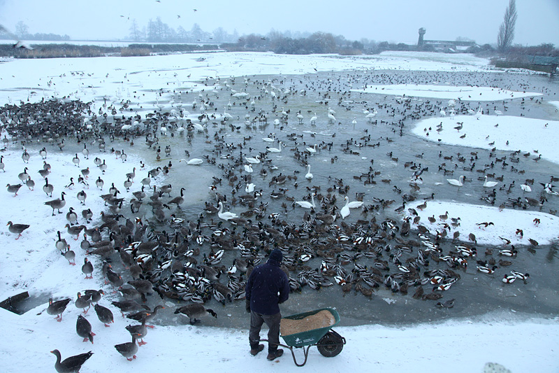 The swans are fed daily in front of the public at WWT Slimbridge