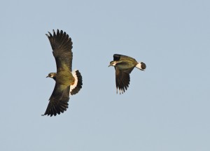 Lapwing displaying by Chris Knights