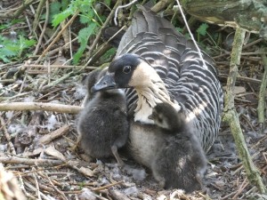 Single mum BCU