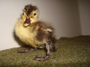 Madagascar pochard