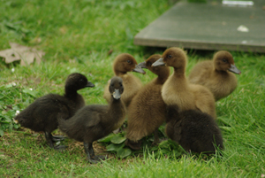 Ducklings at WWT London Wetland Centre - Laurence Arnold