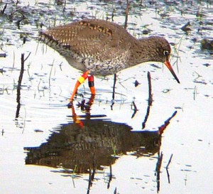 Redshank - Mike Caiden