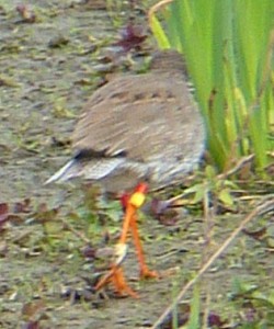 Redshank rings - Mike Caiden