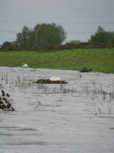 Mute swan nest in flood