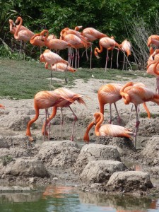 Caribbean flamingo "RBS" sitting tight on a wooden egg perched on a nest mound. The first of the eggs to be laid by Slimbridge's Caribbean flamingos in 2012.