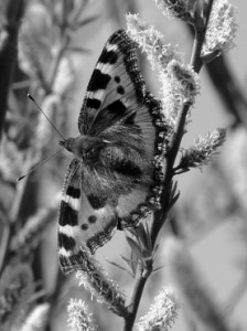 Spring beauty by Tracey Millburn