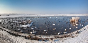 Welney in winter by Ann Miles winter Wetland Landscapes winner