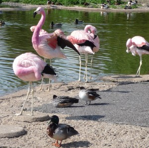 Preening next to the benches in the South American Pen (yes there were people sat on them!), the Andean flamingos like to come and share their space with WWT's visitors.