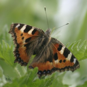 Tortoiseshell butterfly - Nick Cottrell