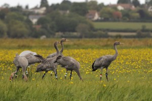 Juvenile crane flock in Somerset (c) Nick Upton