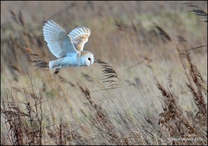 'The Hunter' Kevin Wooby