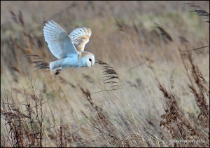 'The Hunter' Kevin Wooby