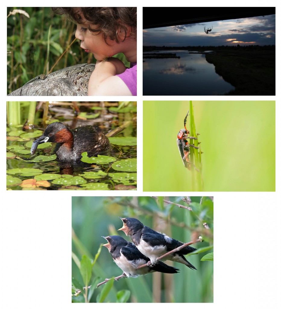 Winning photos from the WWT Photography Competition London region - summer heat