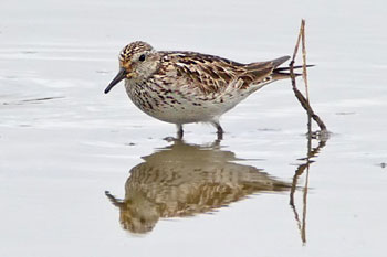 White-rumped Sandpiper (Tim Taylor)