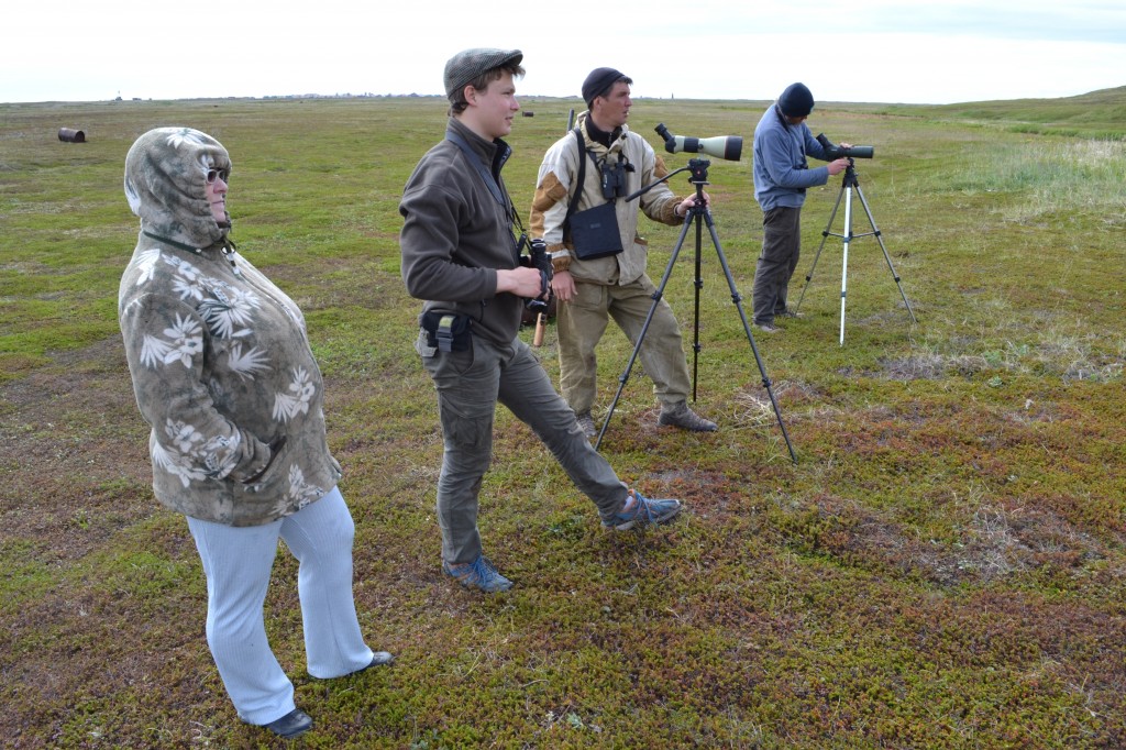 The Anglo-Russian team monitoring the birds after release (c) Anastasia Sestnova