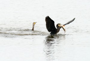 Cormorants by Ken Rowe