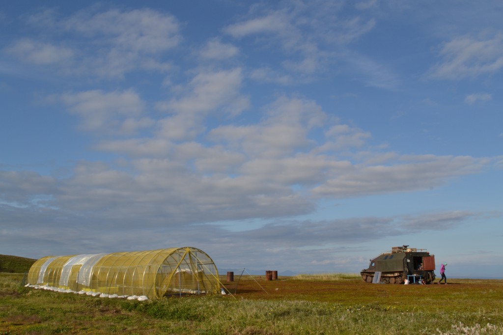 The aviary built for the young birds on the tundra (c) Anastasia Sestnova