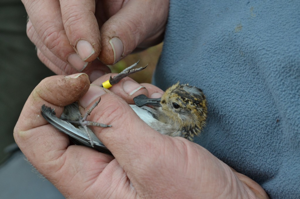 Ringing one of the spoon-billed sandpipers before releasing it into the wild (c) Anastasia Sestnova