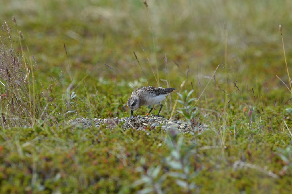 A spoon-billed sandpiper post-release (c) Anastasia Sestnova