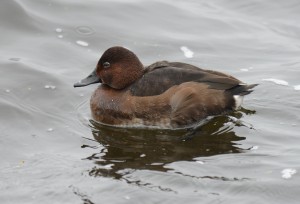 Ferruginous duck taken yesterday by Ken Rowe