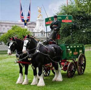 Fullers Shire horses