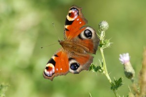 Peacock butterfly - they're around now, honest! (c) James Lees