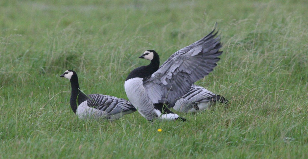 Barnacle Goose, M.Youdale