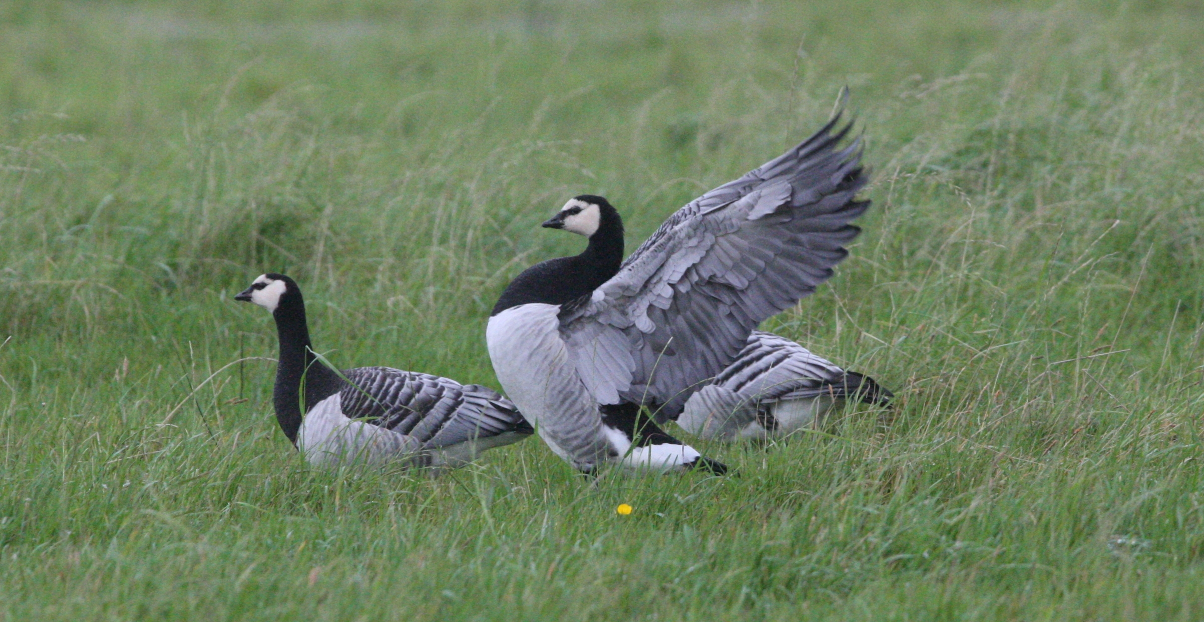 A win for barnacle geese