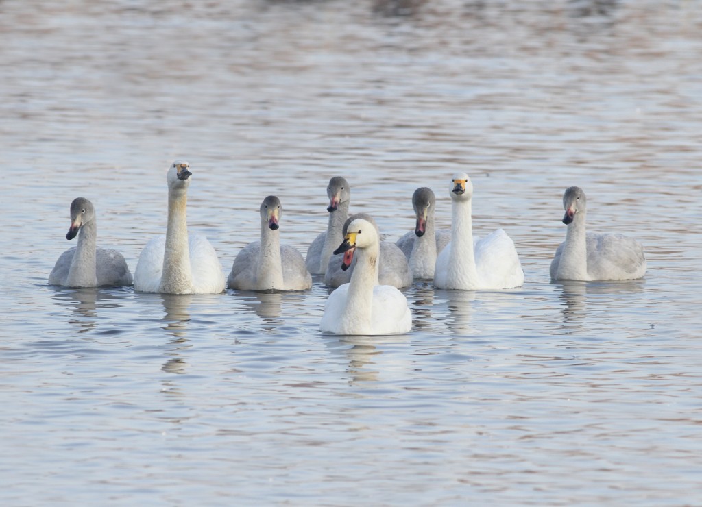 Bewick's swans, Everton and Rovers, with their six cygnets at WWT Slimbridge (c) JSLees WWT