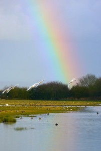 Bewick's Swans and Rainbow Tack Piece, MJMcGill