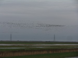 Lapwing taking to the sky