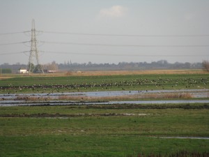 Lapwing flock on Lady Fen