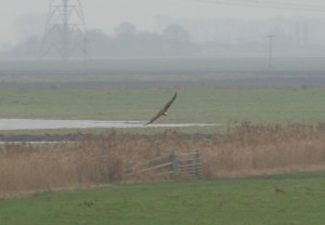 Marsh harrier