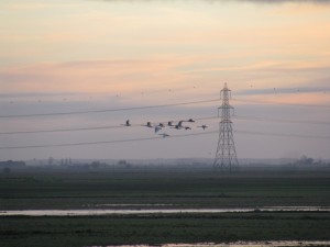 Swans at dawn