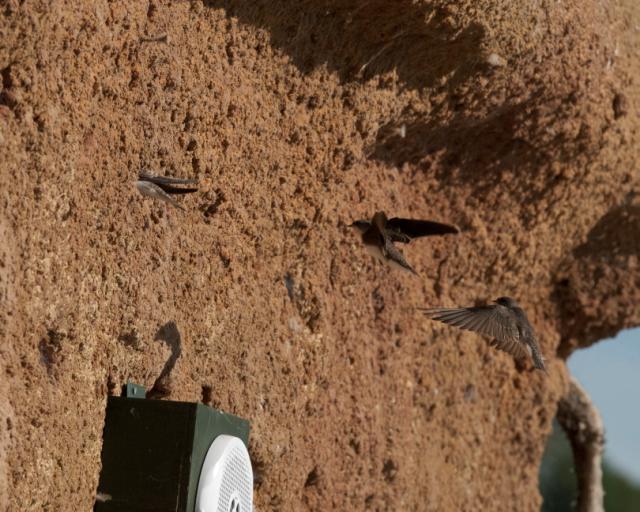 Sand martins inspect the nesting bank during last Autumn migration.