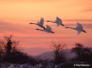 Bewick's take to the air in the early morning abover WWT Arundel