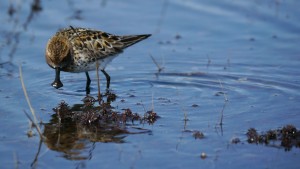 Critically endangered spoon-billed sandpiper on its breeding grounds in russia (c) MJMcGill