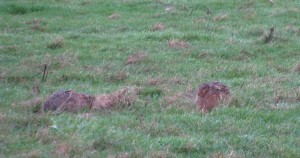 Hares on warden walk