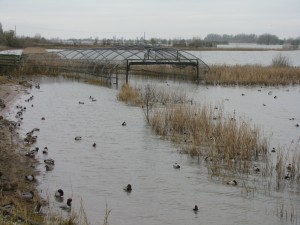Swan pipe as water levels drop 7.1.13
