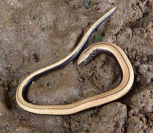 Slow worm - Mike Caiden