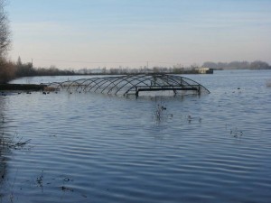 The swan pipe in flood water