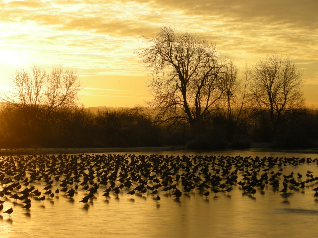 WWT Slimbridge winter dawn on South Lake (c) JSLees