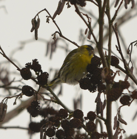 Siskin feeding on Alder cones