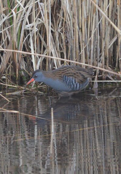 Water rail by the Reedbed Hide