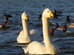 Eye level whooper swans Eye level whooper swans