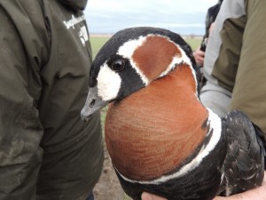 Red-breasted goose Bulgaria 2013 (c) Kane Brides