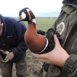 Red-breasted goose Bulgaria 2013 (c) Kane Brides WWT